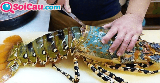 Ngủ mơ thấy tôm hùm đánh số mấy? Ngủ mơ thấy tôm hùm đánh số mấy?