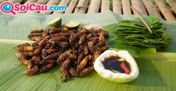 Ngủ mơ thấy con ve sầu đánh con gì? Ngủ mơ thấy con ve sầu đánh con gì?