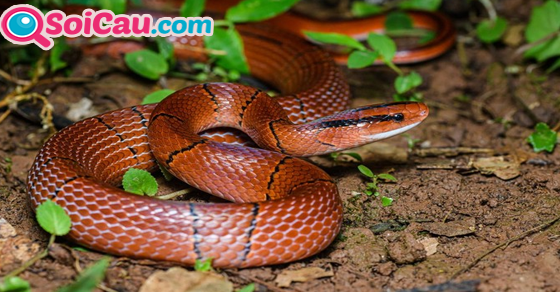 Ngủ mơ thấy rắn màu đỏ đánh đề gì? Ngủ mơ thấy rắn màu đỏ đánh đề gì?