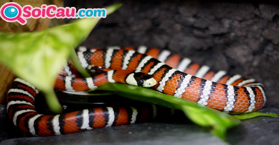 Mơ rắn màu đỏ có ý nghĩa gì? Mơ rắn màu đỏ có ý nghĩa gì?